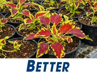 View profile: Wholesale Plants – 45years One Owner